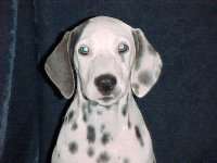 Indy is a blue-spotted Dal